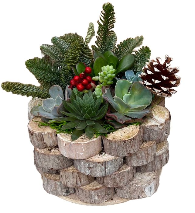 Holiday Delight Succulent Planter with pine cone
