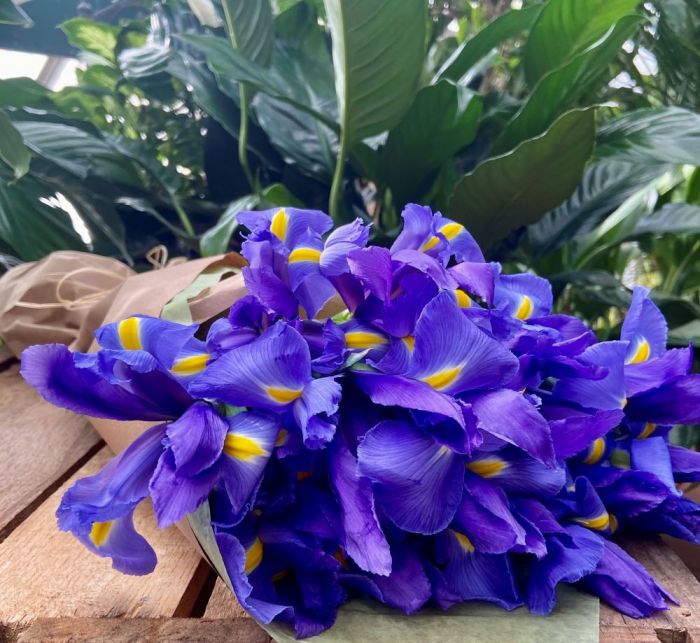 Blue iris in a wrapped bouquet