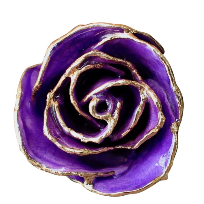 Gold Dipped Lilac Rose Close Up