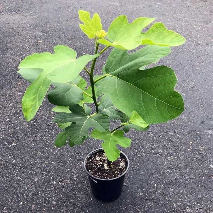 Fig Tree with leaves