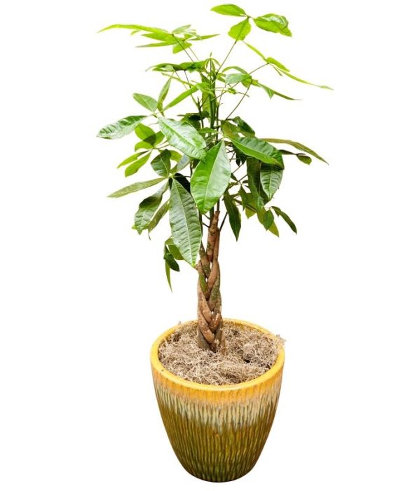 Large money tree with moss in ceramic pot