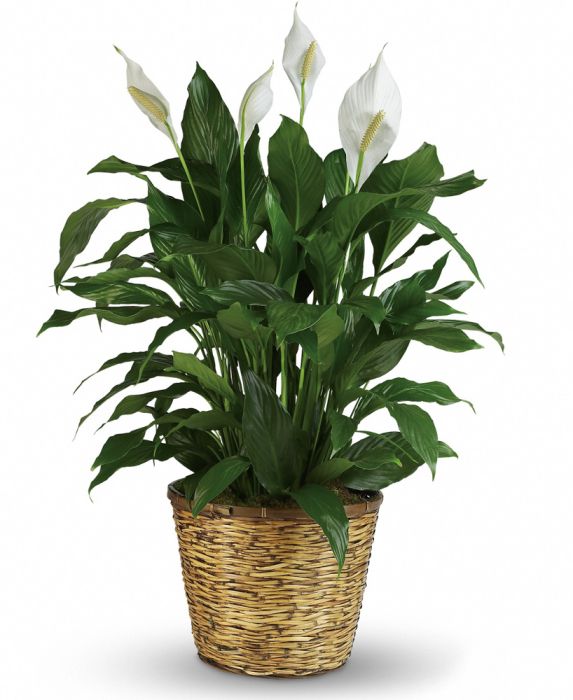 Peace Lily in Basket Large