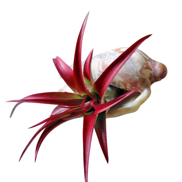 Red air plant in sea shell