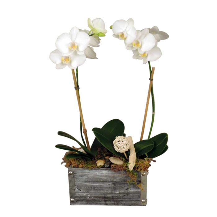 Double Rustic Orchid Planter