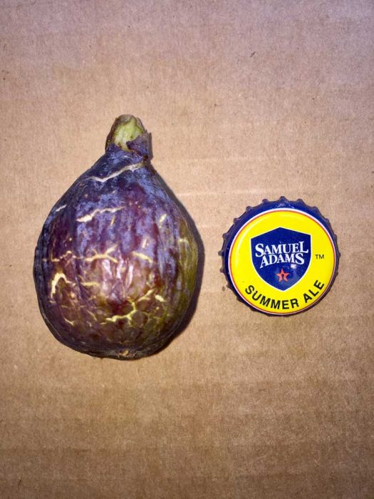 Sayreville Dark whole fig