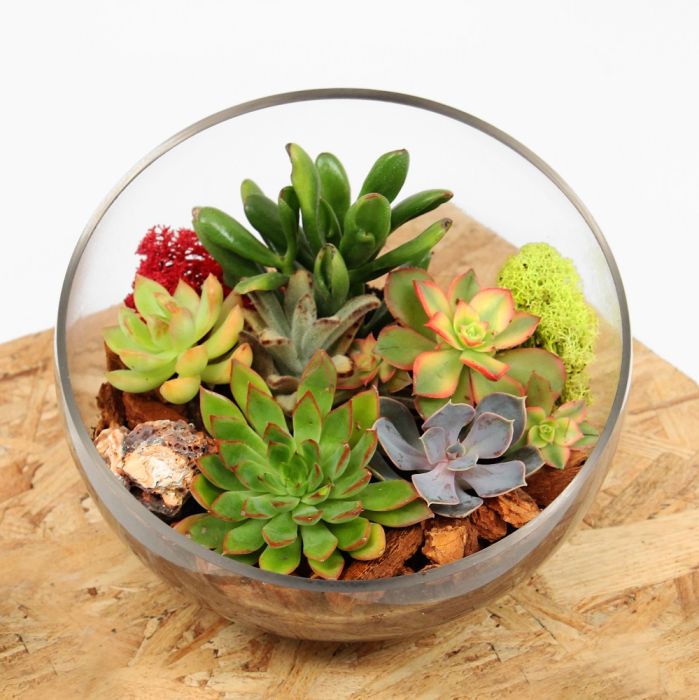 Succulents in terrarium bowl