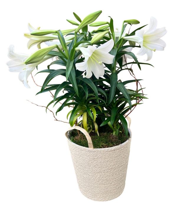 Triple Easter Lily Plant in Decorative Pot