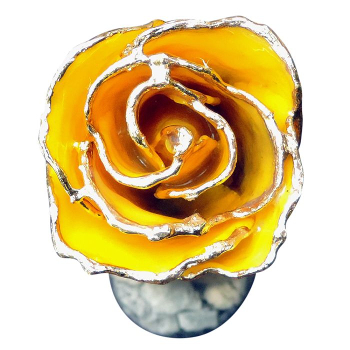 Gold dipped yellow rose bloom