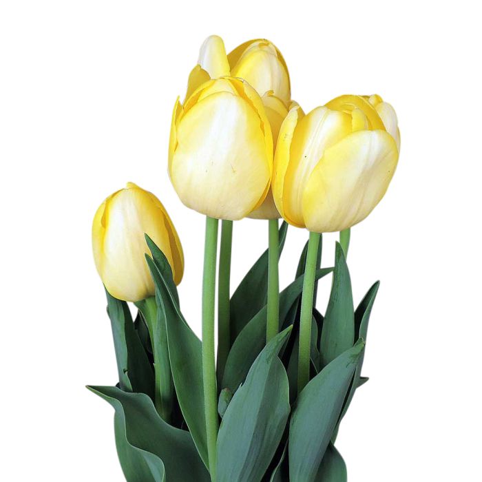 Close up of yellow tulips