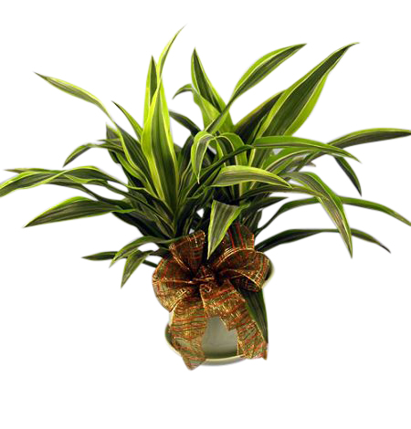 Single Foliage Plant in Pot w/bow