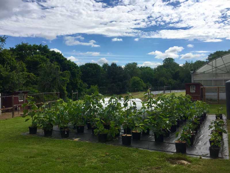  Locally grown Pennsylvania figs, fig trees and fig cuttings