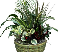 Single-Foliage-Plant-in-Decorative-Container