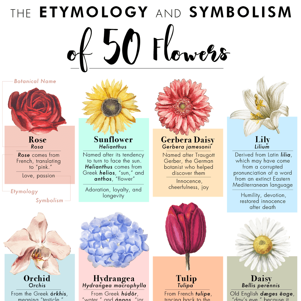 Etymology and Symbolism of 50 Flowers | kremp.com